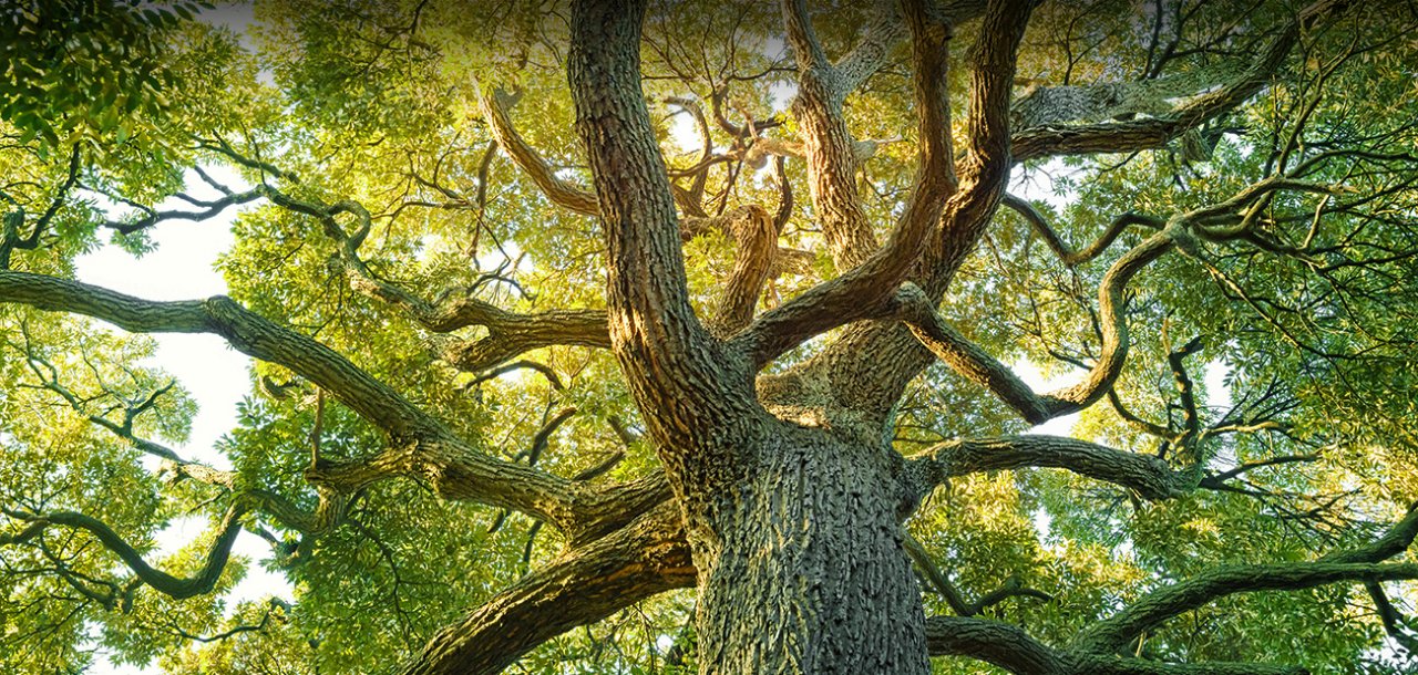 Din seria vindecă-te pe tine însuțI - utilizând energia copacilor