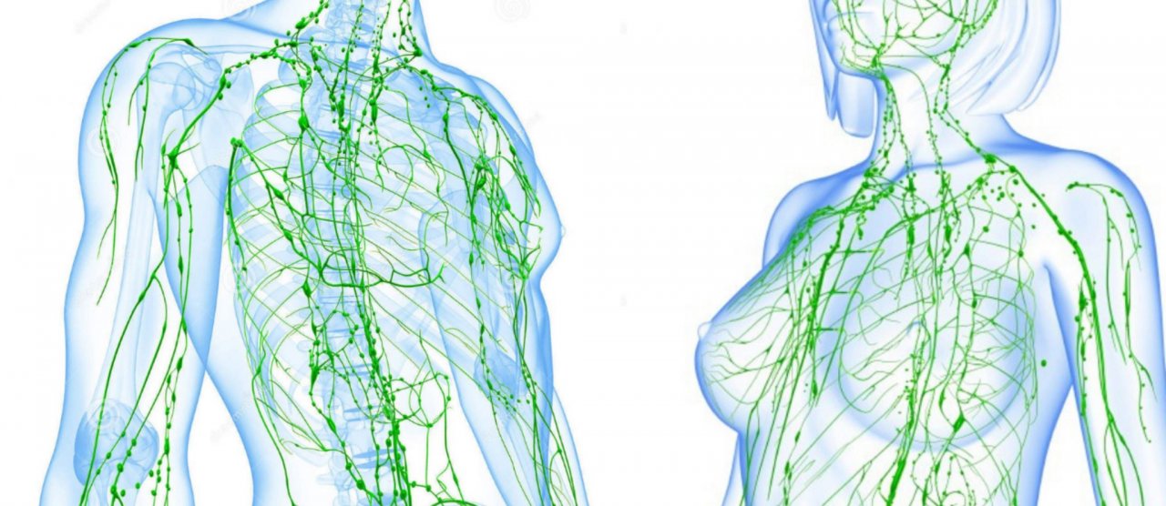IMPORTANȚA SISTEMULUI LIMFATIC ÎN SĂNĂTATEA UMANA