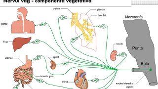 Terapia Bowen și Nervul vag – componentă a „medicului interior” al organismului uman