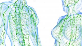 THE IMPORTANCE OF THE LYMPHATIC SYSTEM IN HUMAN HEALTH